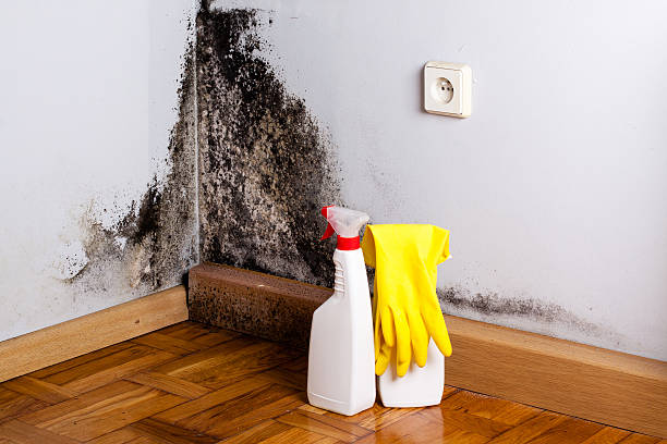 Why You Should Choose Our Mold Remediation Services in Capron, IL